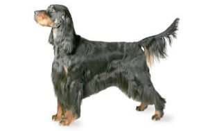 Gordon Setter dog names