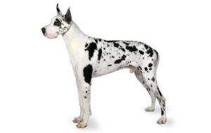 Great Dane dog names