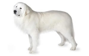 Great Pyrenees dog names