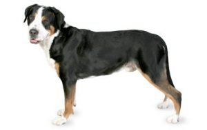 Greater Swiss Mountain Dog dog names