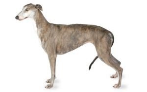 Greyhound dog names