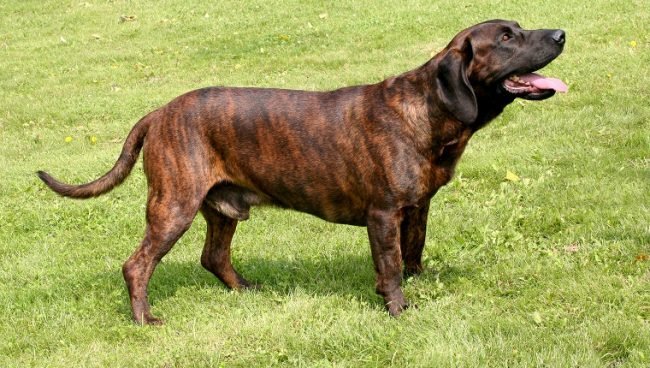 Hanoverian Scenthound dog names