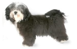 Havanese dog names