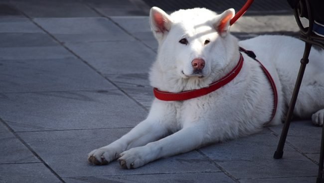 Hokkaido dog names