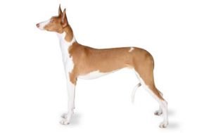 Ibizan Hound dog names