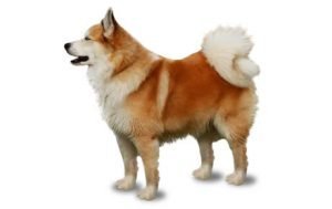 Icelandic Sheepdog dog names