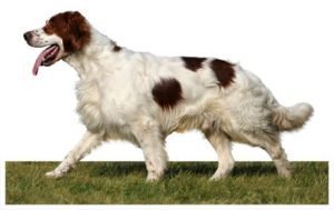 Irish Red And White Setter dog names