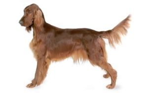 Irish Setter dog names