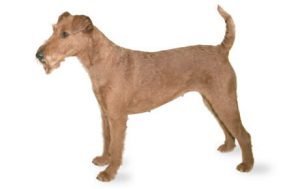 Irish Terrier dog names