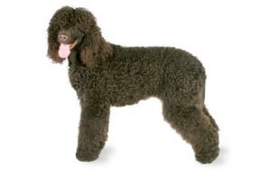 Irish Water Spaniel dog names