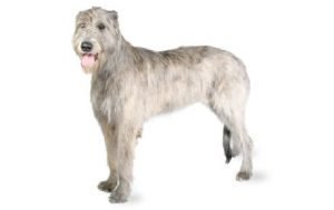 Irish Wolfhound dog names