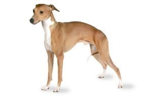 Italian Greyhound dog names