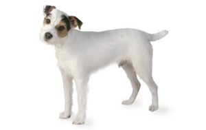 Jack Russell Terrier dog names