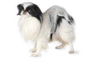 Japanese Chin dog names