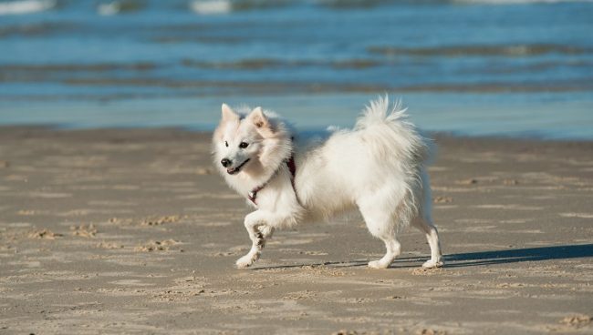 Japanese Spitz dog names