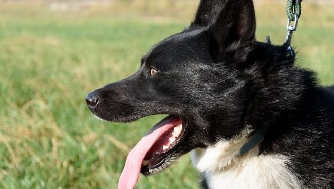 Karelian Bear Dog dog names