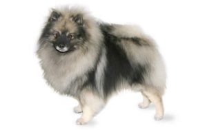 Keeshond dog names