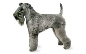 Kerry Blue Terrier dog names