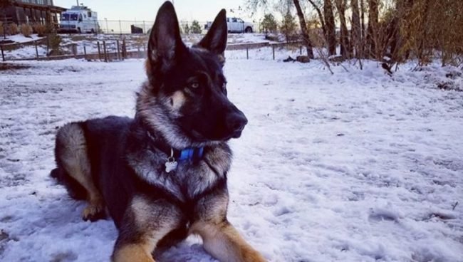 King Shepherd dog names