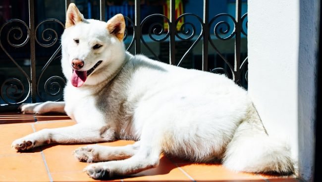 Kishu Ken dog names