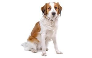 Kooikerhondje dog names