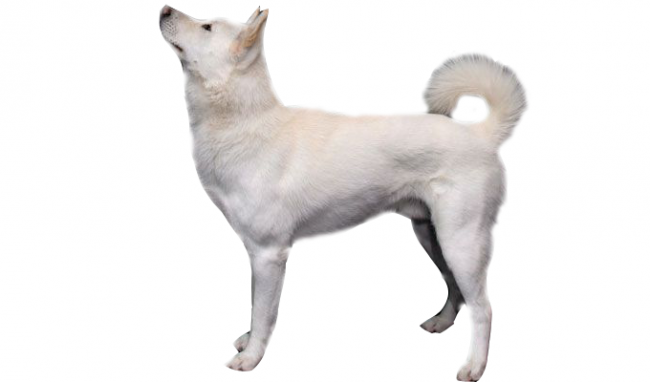 Korean Jindo Dog dog names