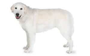 Kuvasz dog names