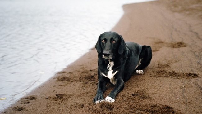 Lab Pointer dog names