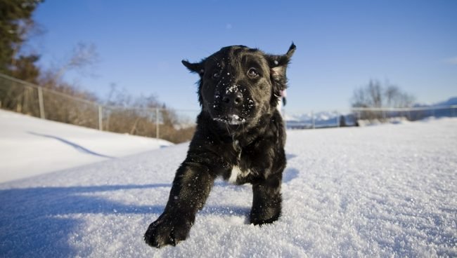 Labernese dog names