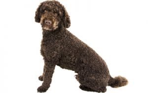 Labradoodle dog names