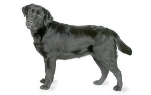 Labrador Retriever dog names