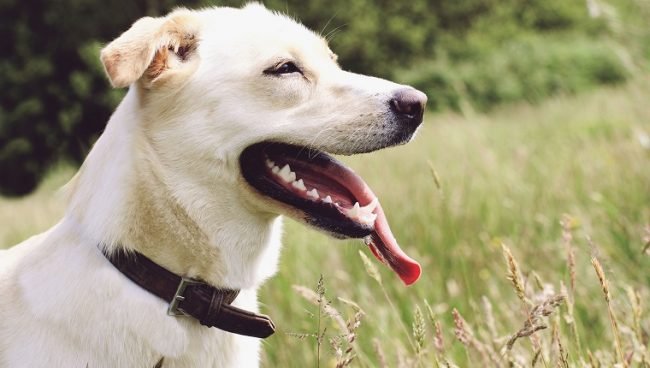 Labsky dog names