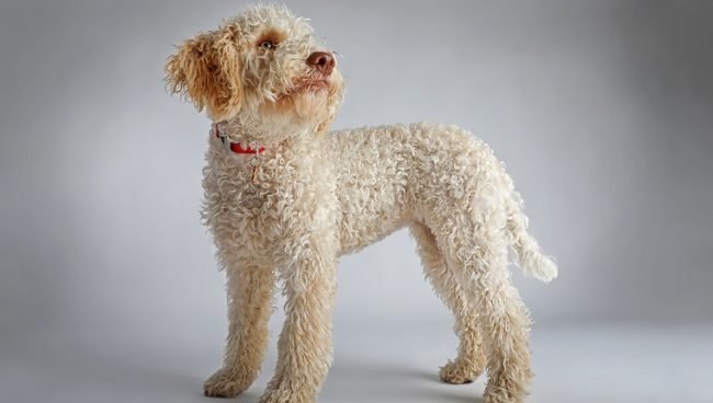 Lagotto Romagnolo dog names