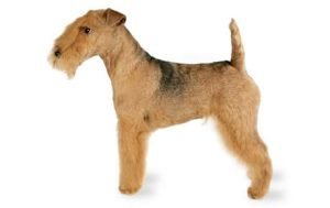 Lakeland Terrier dog names