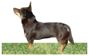 Lancashire Heeler dog names