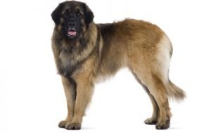 Leonberger dog names