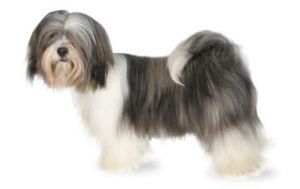 Lhasa Apso dog names