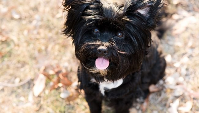 Lhasapoo dog names