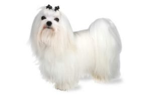 Maltese dog names