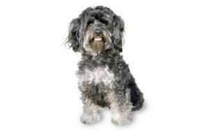 Maltipoo dog names