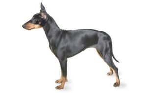 Manchester Terrier dog names