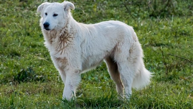 Maremma Sheepdog dog names