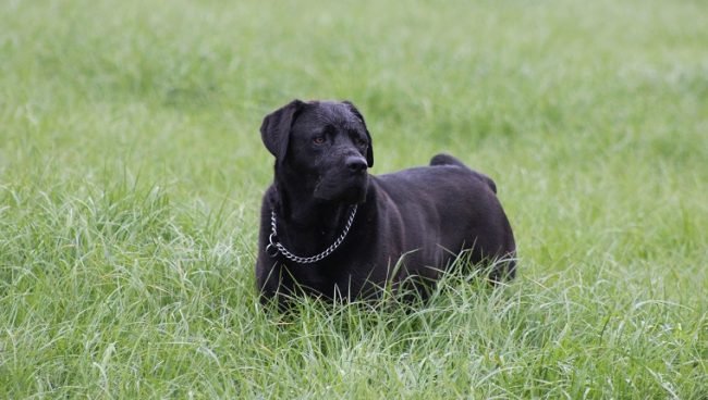 Mastador dog names