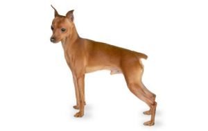 Miniature Pinscher dog names