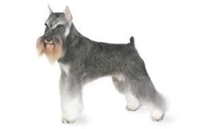 Miniature Schnauzer dog names