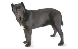 Neapolitan Mastiff dog names