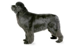 Newfoundland dog names