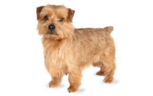 Norfolk Terrier dog names