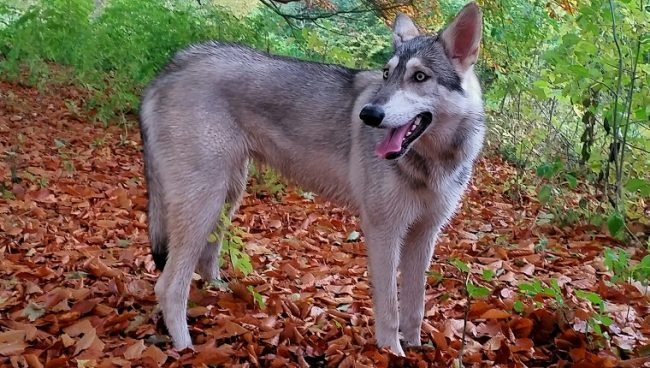 Northern Inuit Dog dog names