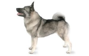 Norwegian Elkhound dog names